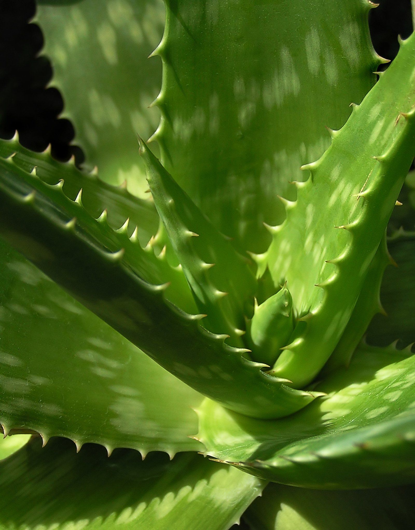 plante d'Aloe Vera