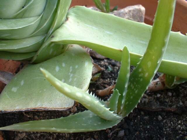 Les dangers de l'Aloe Vera