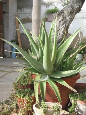 l'arrosage de l'Aloe Vera