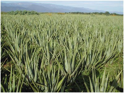 la culture de l'Aloe Vera