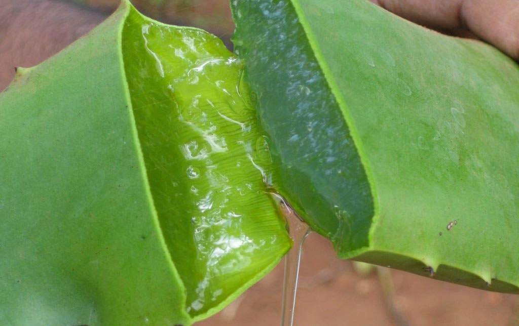 Les bienfaits de l'Aloe Vera pour l'acné